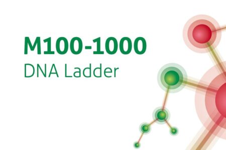 M100-1000 DNA Ladder