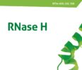 RNase H
